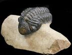 Bargain, Reedops Trilobite - Atchana, Morocco #43465-2